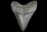 Serrated, Fossil Megalodon Tooth - Beautiful Meg Tooth #126052-1
